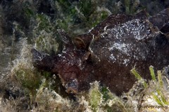 Aplysia extraordinaria