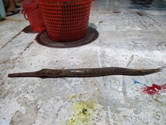 Fistularia tabacaria