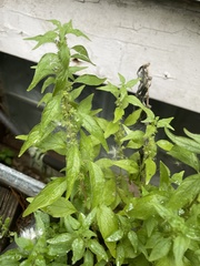 Parietaria pensylvanica