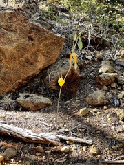 Calochortus raichei