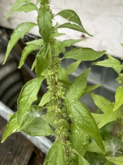 Parietaria pensylvanica