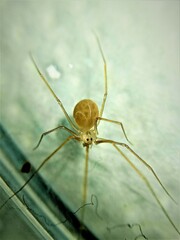 Spermophora senoculata