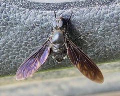 Anthrax aterrimus