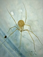 Spermophora senoculata