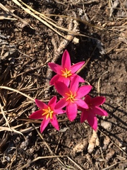 Zephyranthes rosea