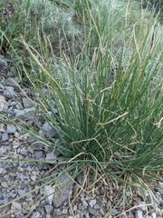 Asphodeline
