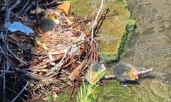 Fulica atra