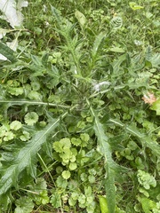 Cirsium