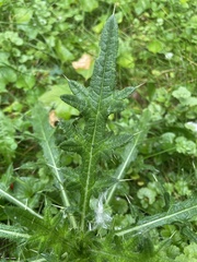 Cirsium