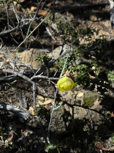 Image of Calochortus raichei by (c) Roger Raiche, some rights reserved (CC BY)