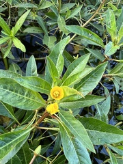 Ludwigia grandiflora
