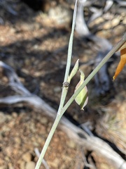 Calochortus raichei