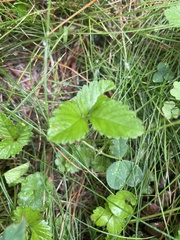 Potentilla indica