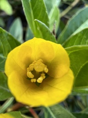 Ludwigia grandiflora
