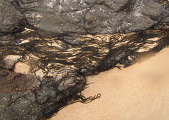 Myriogloea intestinalis