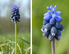 Muscari neglectum