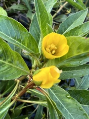 Ludwigia grandiflora
