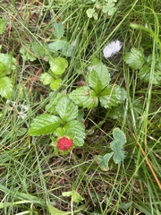 Potentilla indica