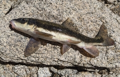 Catostomus fumeiventris