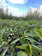 Ludwigia grandiflora