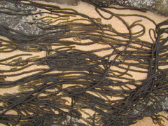 Myriogloea intestinalis