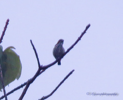 Dicaeum chrysorrheum