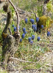 Muscari neglectum