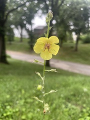 Verbascum