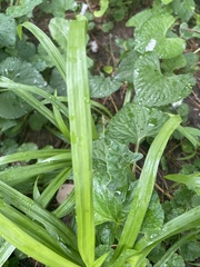Carex