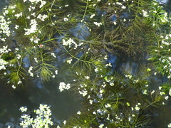 Ceratophyllum submersum