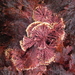 Coralline Algae - Photo (c) tangatawhenua, some rights reserved (CC BY-NC), uploaded by tangatawhenua