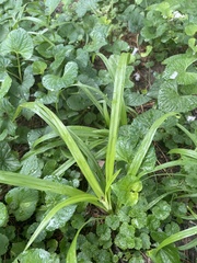 Carex