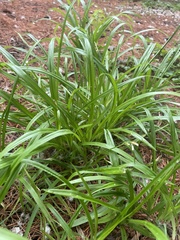 Carex