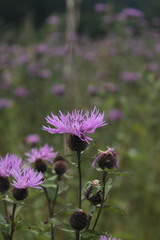 Centaurea phrygia carpatica