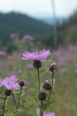 Centaurea phrygia carpatica