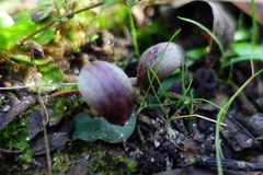 Corybas aconitiflorus