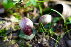 Corybas aconitiflorus