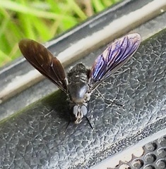 Anthrax aterrimus