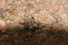 Parasitiformes