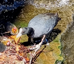 Fulica atra