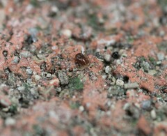 Parasitiformes