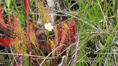 Drosera linearis