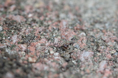 Parasitiformes