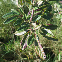 Cotoneaster × watereri