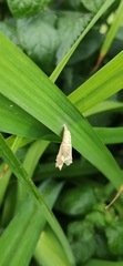 Lepidoptera