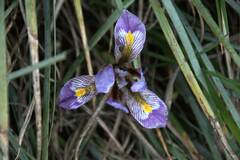 Iris unguicularis cretensis