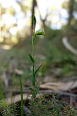 Pterostylis chlorogramma
