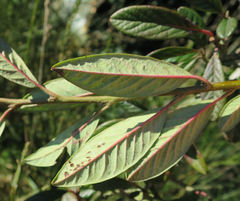 Cotoneaster × watereri