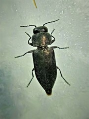 Melanophila cuspidata