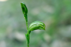 Pterostylis chlorogramma